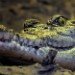 Croc 140409
